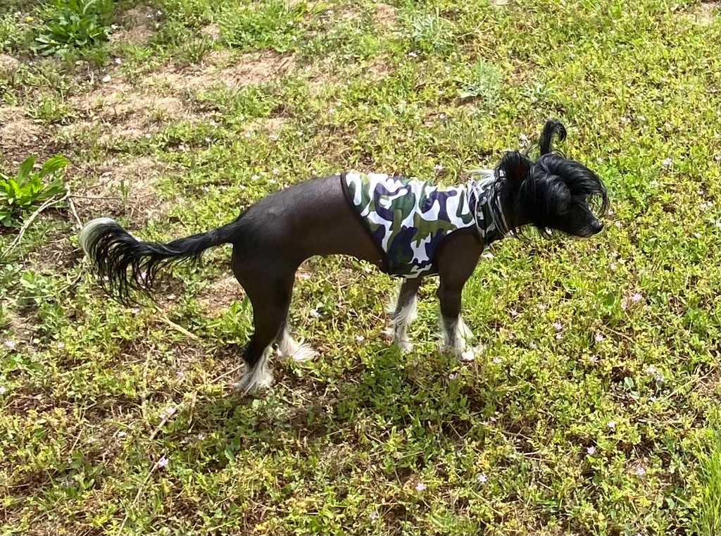 Les Chien chinois à crête de l'affixe De La Fontaine Du Jardin Fleuri